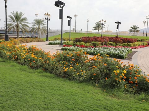 Dibba Al-Hisn blooms with nearly 230,000 new flowers