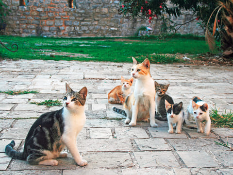 UAE rescuer envisions self-sustaining cat sanctuary to transform animal welfare