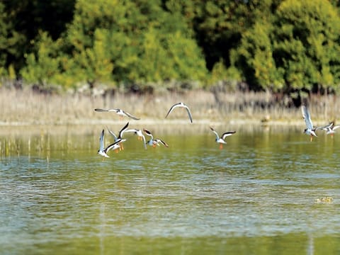 Abu Dhabi launches first mangrove monitoring guide for GCC