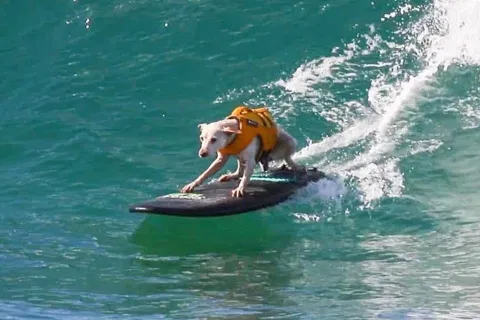 Sugar the Surfing Dog