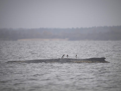 Three water birds sit on the stranded humpback whale in the Wismar Bay near Wismar, Germany, Sunday, March 29, 2026.