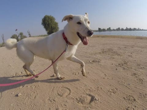 Supporting animal welfare during a time of uncertainty in the UAE