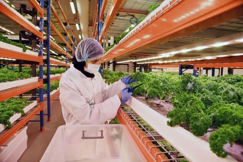 UAE launches national initiative for climate-smart crops to boost food security
