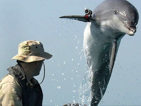 In this photo released by the US Navy on March 24, 2003, a trained bottlenose dolphin belonging to Commander Task Unit leaps out of the water on March 18 in front of Sergeant Andrew Garrett while training near the USS Gunston Hall operating in the Arabian Gulf.
