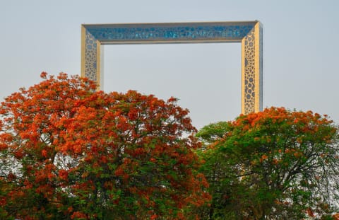 Flame trees in full bloom frame the iconic Dubai Frame, blending nature with city skyline beauty.