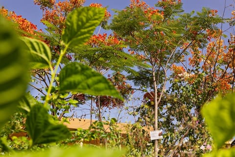 Dubai streets are already decked up with over 51,000 flame trees. Photo used for illustrative purposes