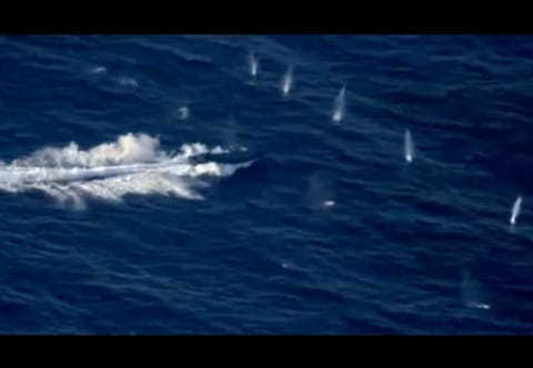 Warning shots create large splashes near the fleeing vessel before it was halted. Over a ton of cocaine was seized from suspects on board a go-fast boat following a high-speed chase across open ocean off Panama under the US Southern Command.