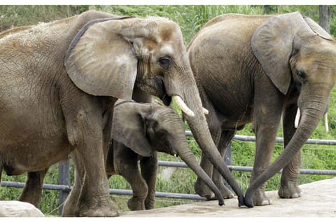 An African elephant and her two daughters.