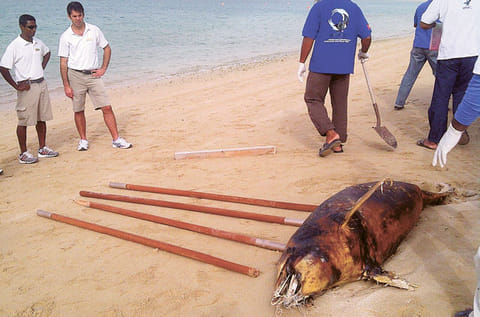 Courtesy: Emirates Marine Environmental Group