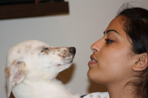 Dog shelter had our pets killed: Owners