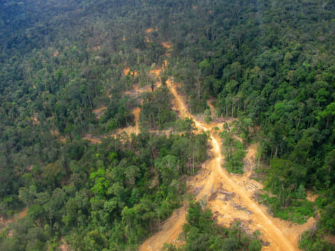 Palm oil threat to orangutans