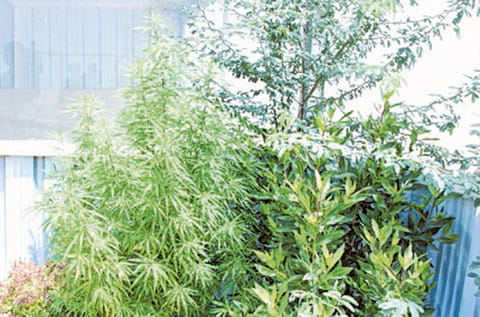 Marijuana