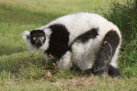 Caring for threatened species is not as simple as it seems