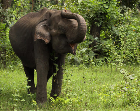 Man-animal conflicts have left 74 people dead and 134 injured each year on an average with over 90 per cent of such incidents involving elephants in Jharkhand. Between 2016 to 2020, 301 people and 80 elephants have died. Picture used for illustrative purposes only.