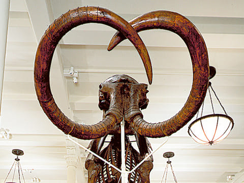 Startup raises $200 million to bring back the woolly mammoth