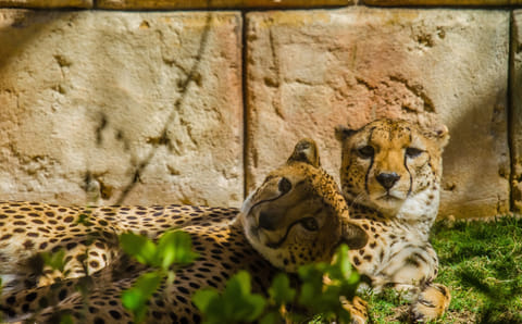 Supplied