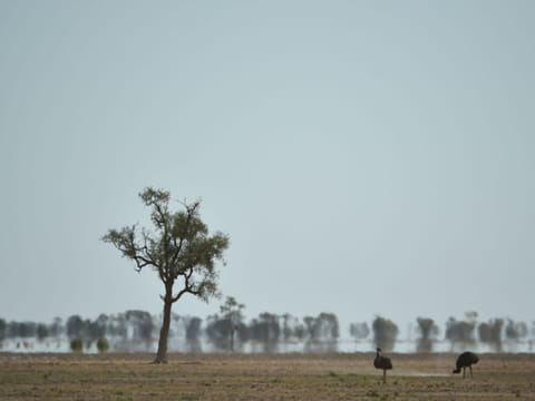 AFP