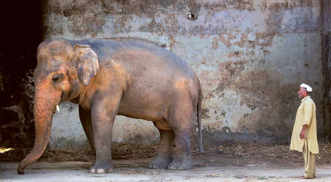 Caretaker Mohammad Jalal looks at ‘Kaavan’ at Marghazar Zoo in Islamabad. Unloved and chained for 29 years, Kaavan was abused at Islamabad Zoo till the court's verdict recently that the elephant be moved to an animal sanctuary.