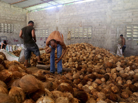 Caribbean coconut sway is a fading memory