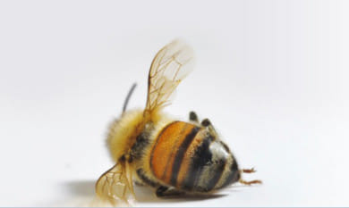 Save the bees