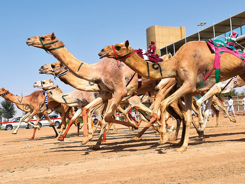 Camels at the Al Marmoum Heritage Festival at Dubai Camel Racing Club on Al Ain road. For illustrative purposes only.