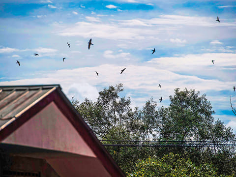 The birds lift off, circle, reverse, settle, lift off again