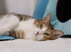 Abandoned animals up for adoption