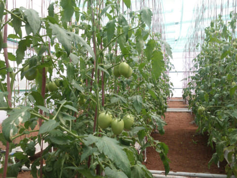 Legacy agricultural ways should not be consigned to history... that knowhow needs to be retained and passed on.