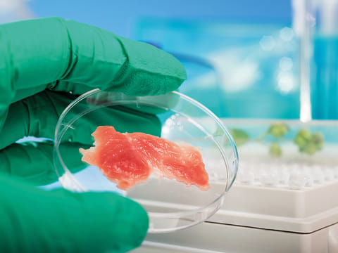 An expert inspects meat grown in a lab.