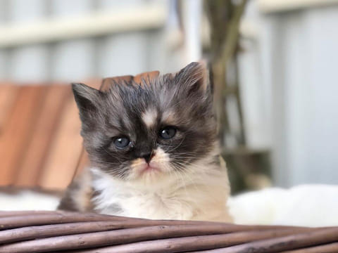 One cat survived after it was thrown from a third floor balcony in Abu Dhabi last Wednesday.