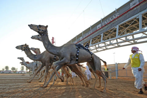 Camel racing helps preserve UAE’s rich sporting heritage