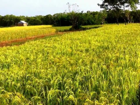 A ricefield in the Philippines.