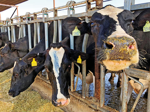 Holstein cows