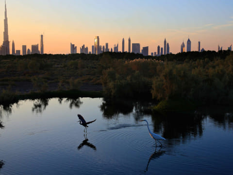 A view of Dubai's skyline during sunset from Ras Al Khor wildlife sanctuary.