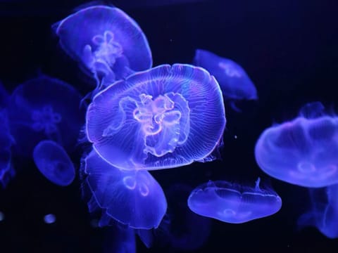 Jellyfish like the ones pictured were the inspiration behind some special robots.