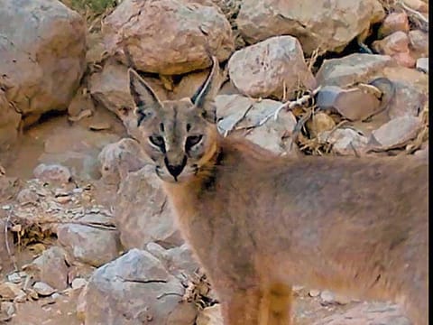 Arabian Caracal