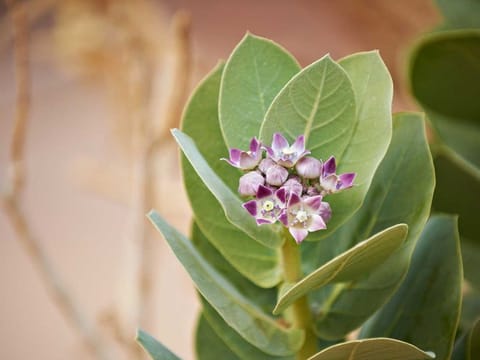Calotropis Procera or Aiton, also Apple of Sodom.