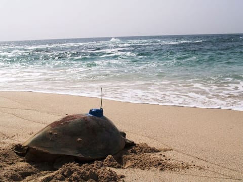 Turtle-tagging service undertaken by Environment Agency-Abu Dhabi (EAD) and Marine Research Foundation. EAD's Baadr app aims to raise awareness on environment-friendly activities and reduce carbon footprint.