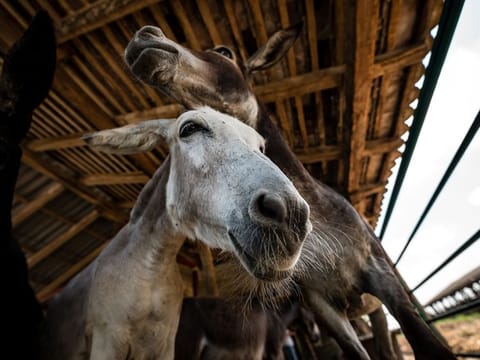 Donkeys produce less than a litre of milk a day - a fraction of the 40 litres a cow can provide