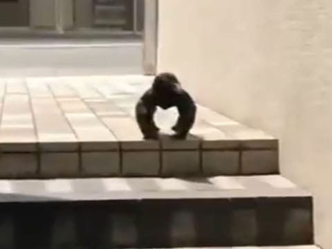 The gorilla crow