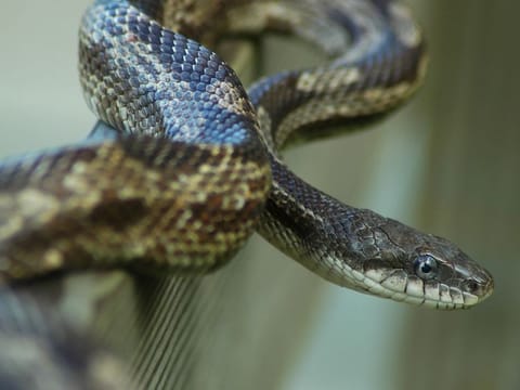 Believing that biting the snake back would neutralize its venom, the 35-year-old bit the snake twice.
