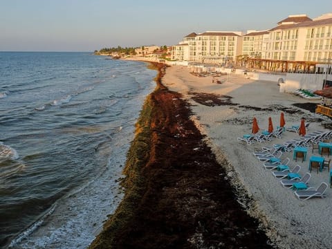 Sargassum seaweed covers the beach in Playa del Carmen, Mexico. The governor of Mexico’s Quintana Roo state says he expects to spend $30 million in 2019 on removing masses of sargassum seaweed that have washed up on its Caribbean beaches.