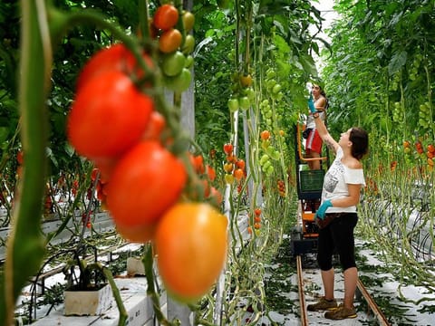 Excessive attention should not be given to growing tomatoes locally as there are still cheaper import options available. Food security should be built on more substantial targets.