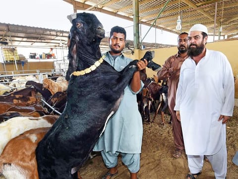 Customers inspect livestock at the Dubai Cattle Market. Livestock from India, which is in huge demand, is being flown in rather than shipped by sea, adding to traders’ costs.