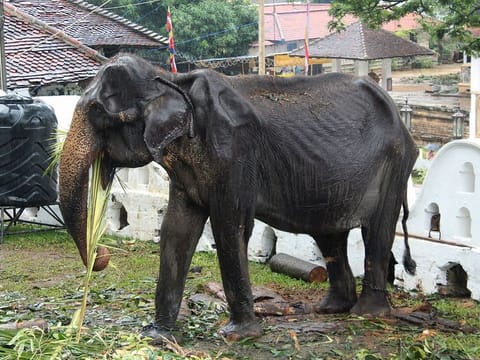 70-year-old emaciated elephant Tikiri eating at the Temple of the Tooth in the central city of Kandy, where she was brought to attend an annual Buddhust pageant.
