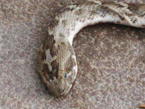 Hissing problem: A resident clicked this picture of a saw-scaled viper spotted in Hattan Community.