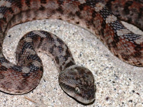 UAE's deadliest land snake was spotted in Dubailand by one of our readers