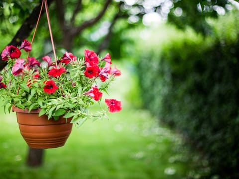 As days went by, it grew in size and strength. I took every possible care to see it bloom