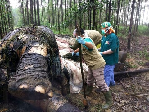 Veterinarians examining a dead elephant at an industrial forest concessions in Bengkalis, Riau province.