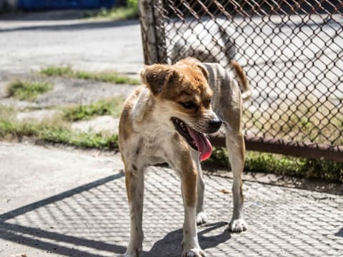 Off the cuff: The lesson of a rescue dog